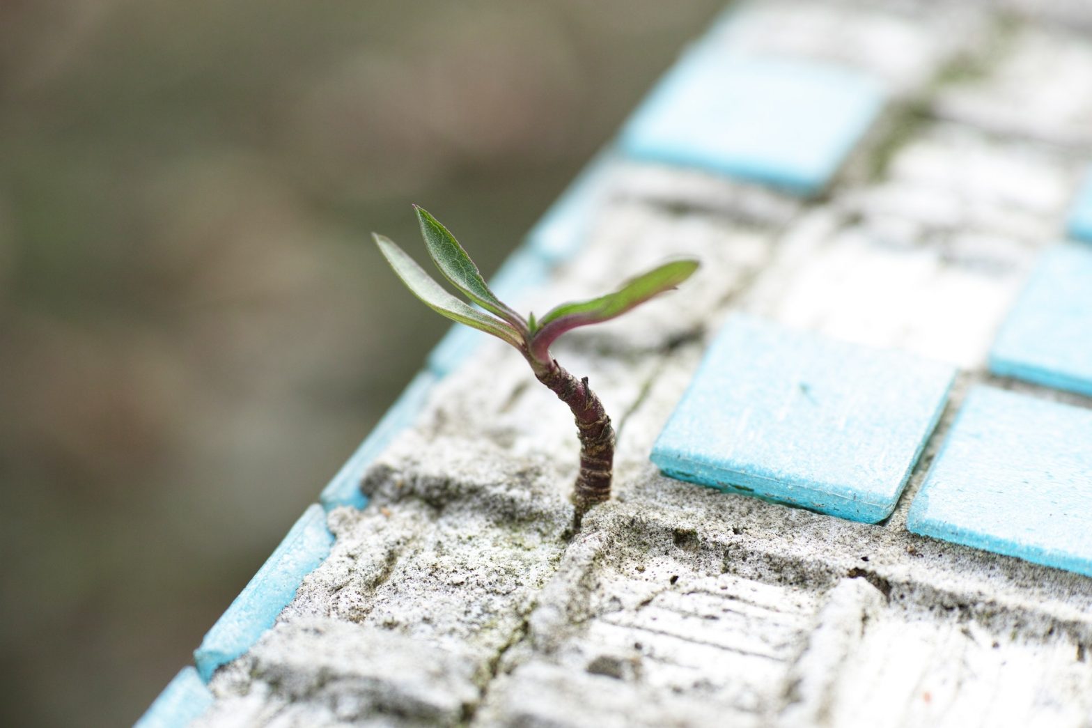 Image of a sprout growing through tiles